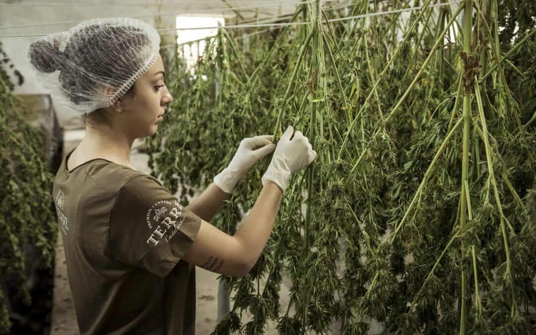 Here’s how the FDA is working to answer questions about the science, safety, and quality of CBD compounds!